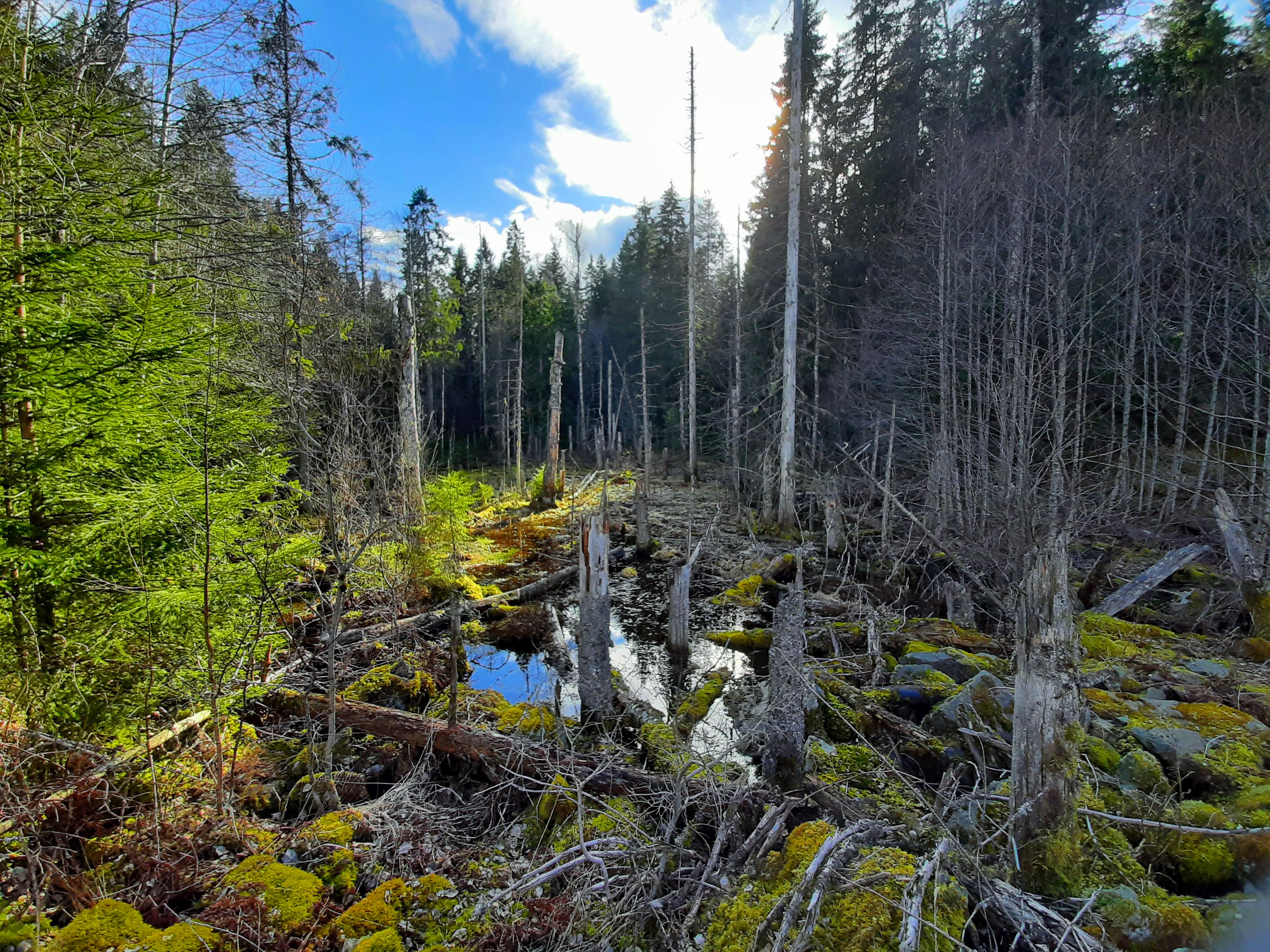 Swamp